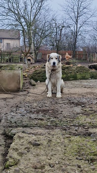 Vănd mascul de Asia centrala