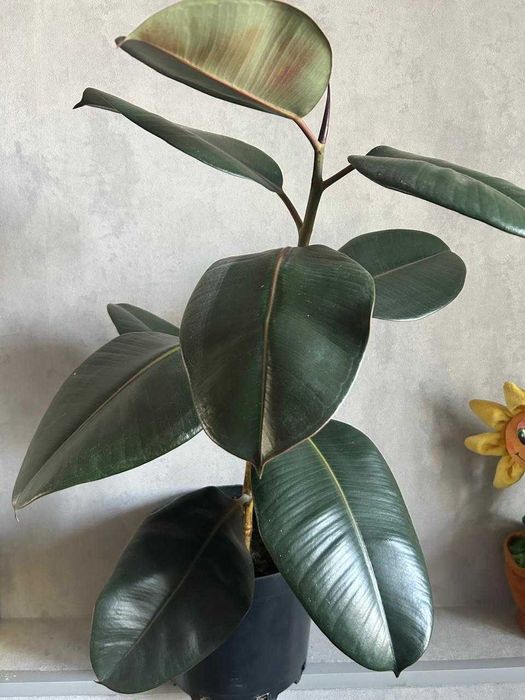 Продам цветы для офиса и дома