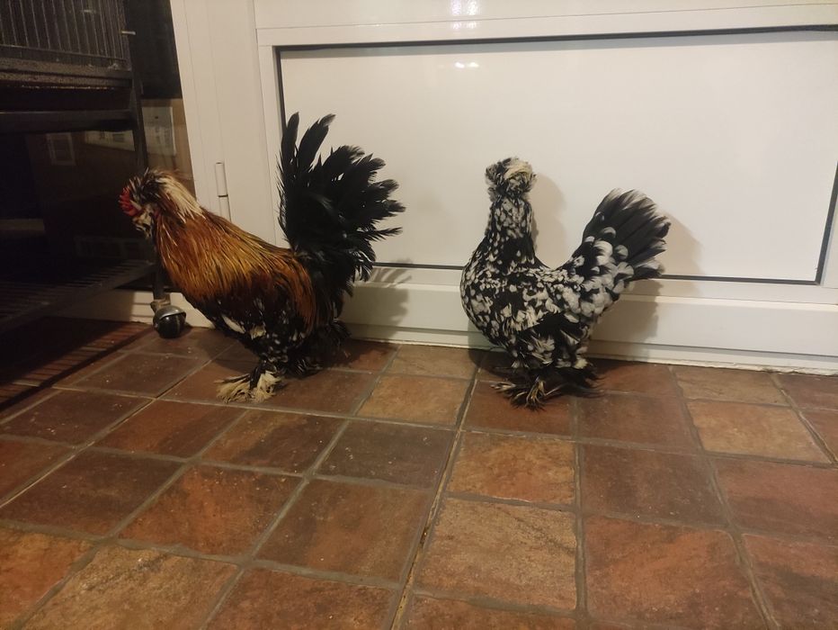 Struma bantam ( găini pitice )