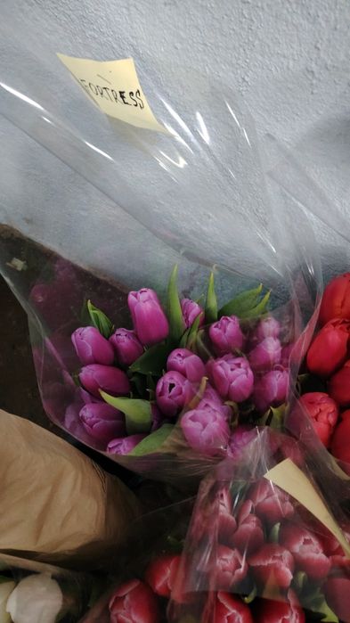 Тюльпаны с теплицы оптом голландские сорта