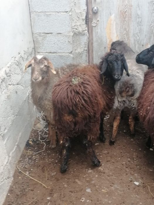 Ургашы токтылар..