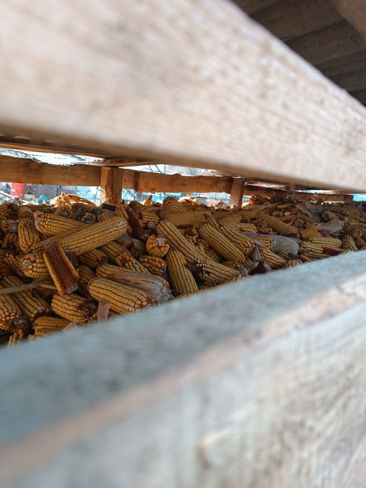 Кукуруза в початках