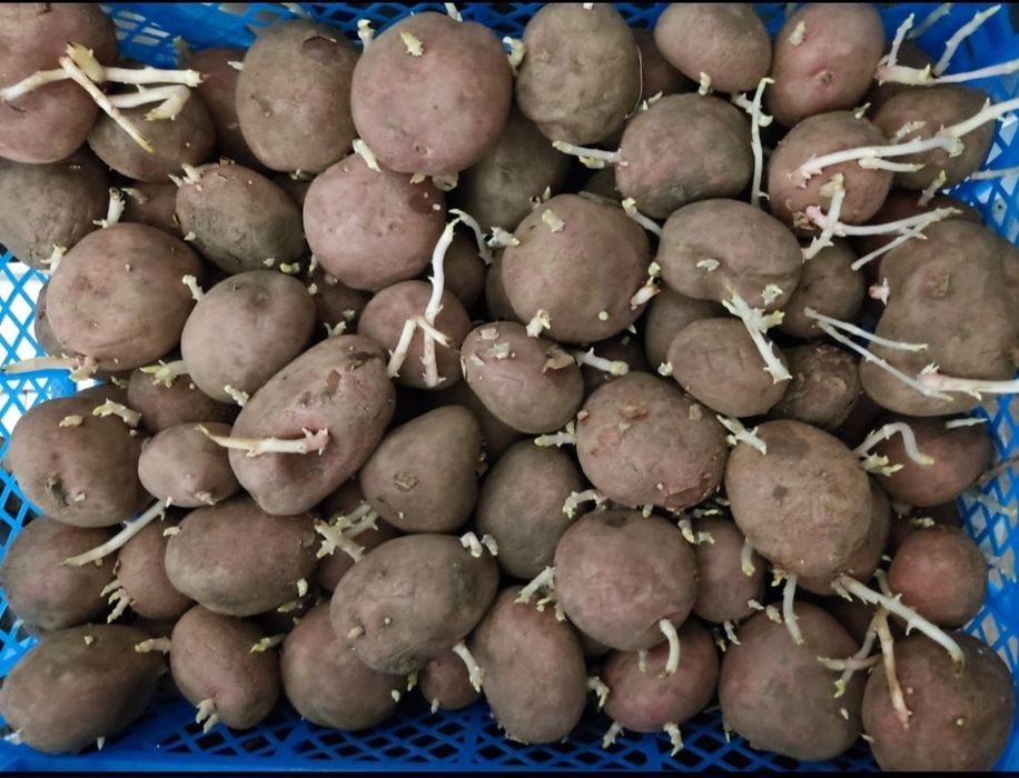 Продам семенной картофель