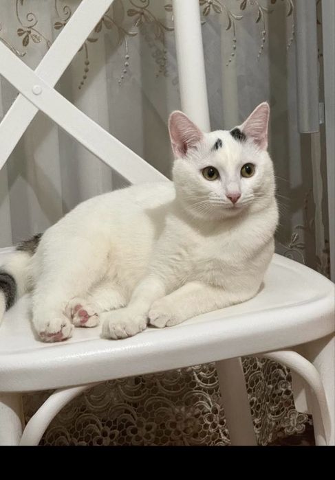 Отдам кота в хорошие руки