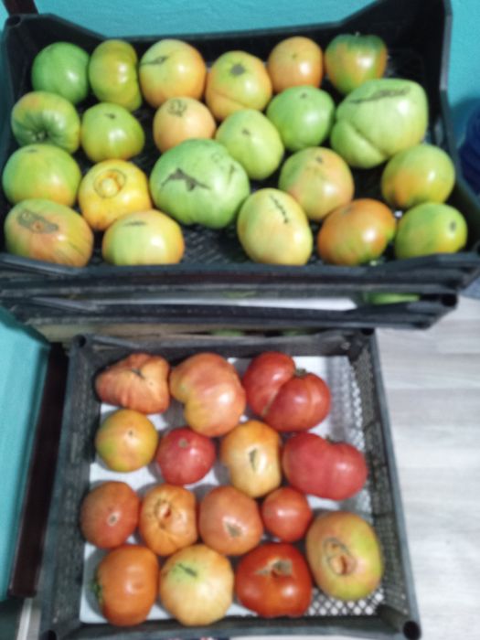 Продам домашние помидоры
