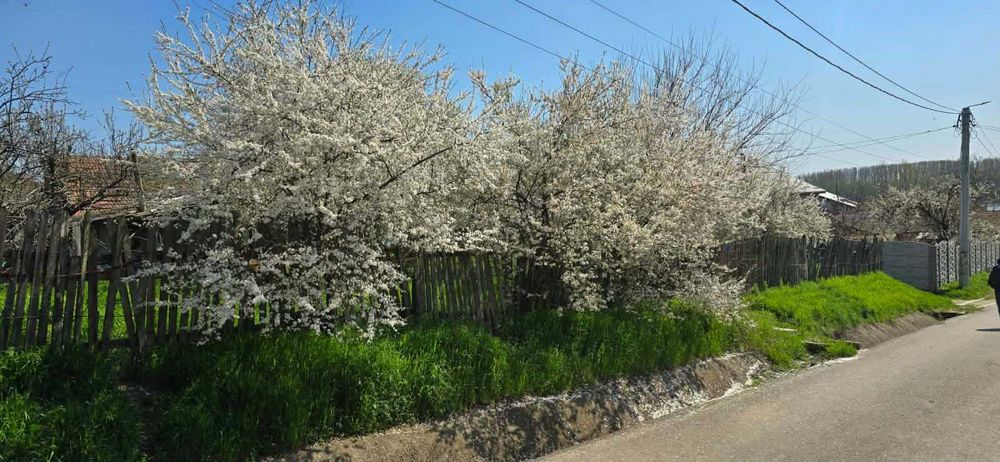 vand teren intravilan Borcea