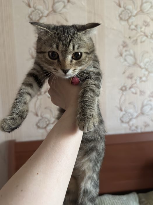 Нежная девочка скотишфолд в добрые руки. 3 мес. Привита. Есть паспорт