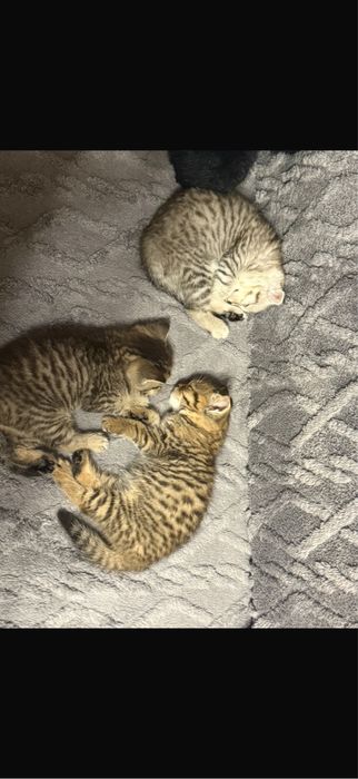 Шотландские котята