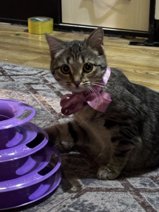 Кошечка-красотка ищет дом