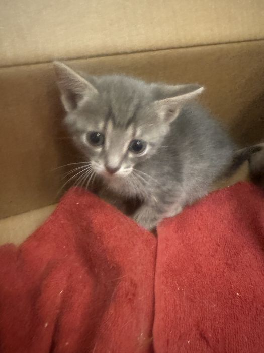 Котята срочно отдадим