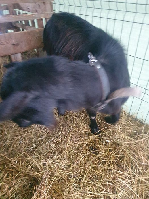 Carpatina gestanta 4 litri