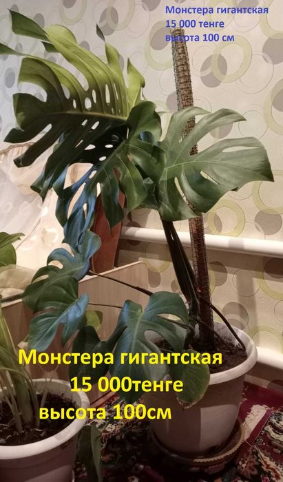 Цветы комнатные.