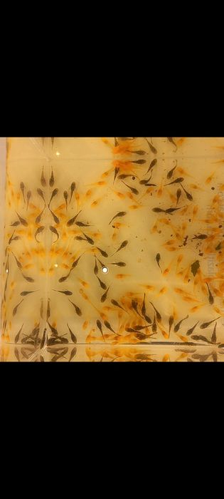 Ancistrusi-pesti exotici