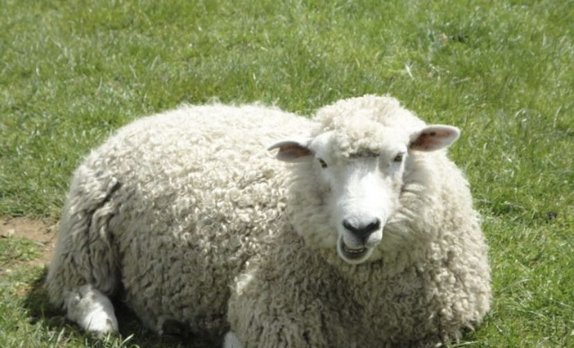 Қой сатылады. Продам баран