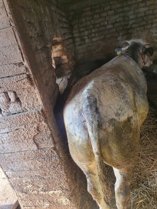 Vând vițel belgian