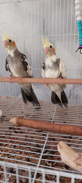 Продам попугаев корелл