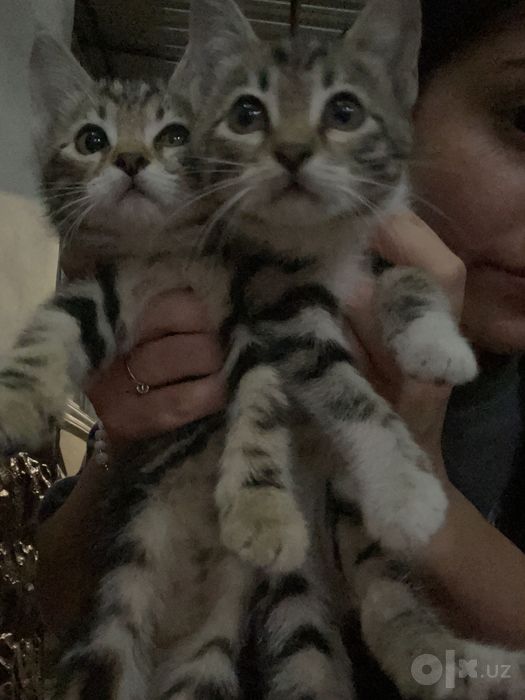 Бесплатно,в добрые руки Котята.
