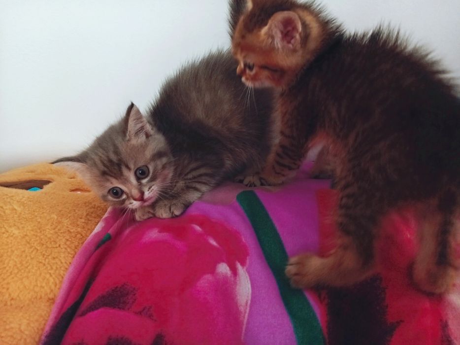Котята в добрые руки!!!