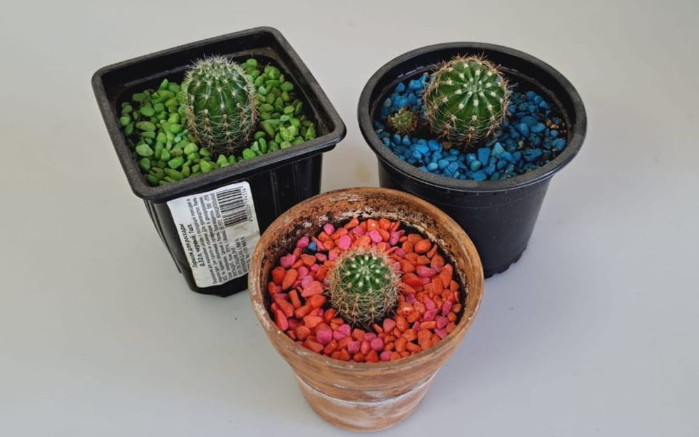 Комнатные цветы, цветы