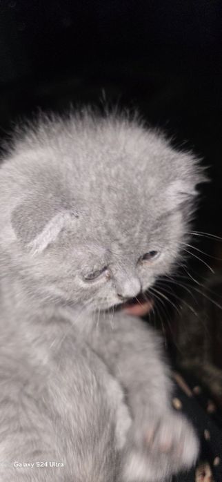 кот и котёнок мать и дитя