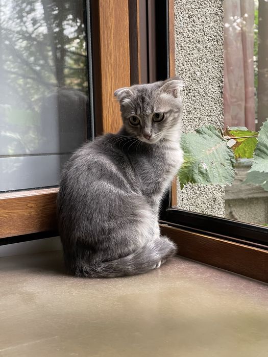 Шотландская кошка