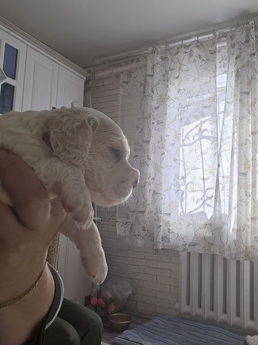 Американский кокер спаниель.