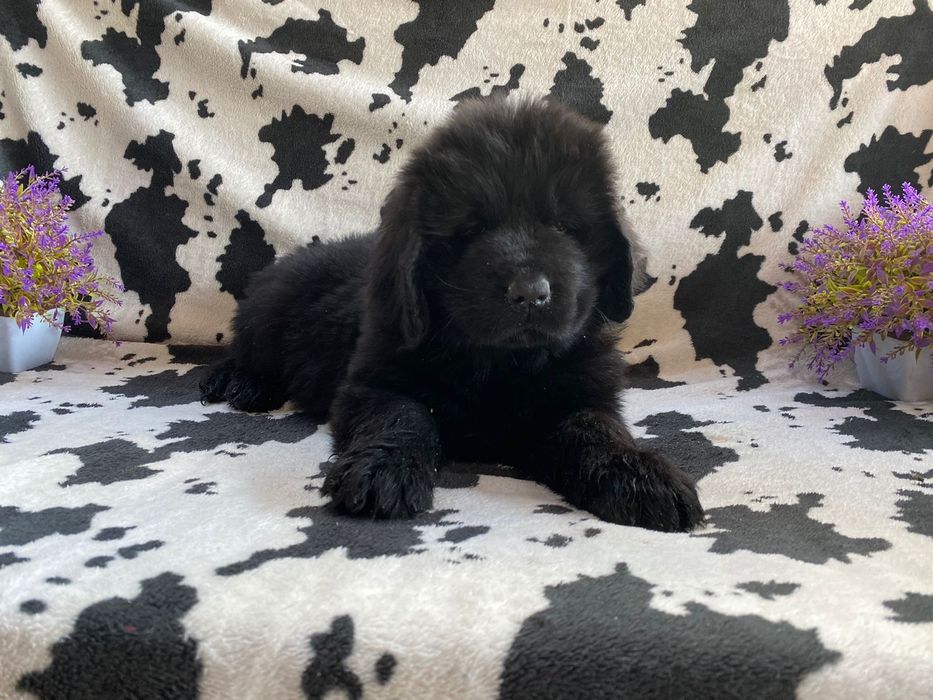 Продам щенков ньюфаундленда