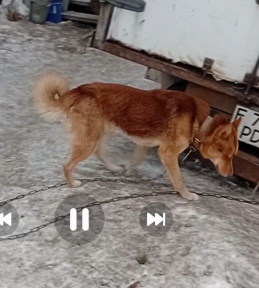 Продам щенков лайки