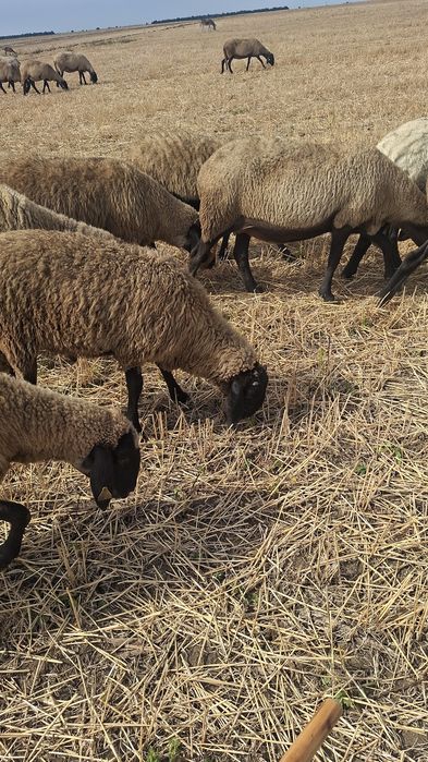 Oi Mame Carabas Cap-Negru Teleorman