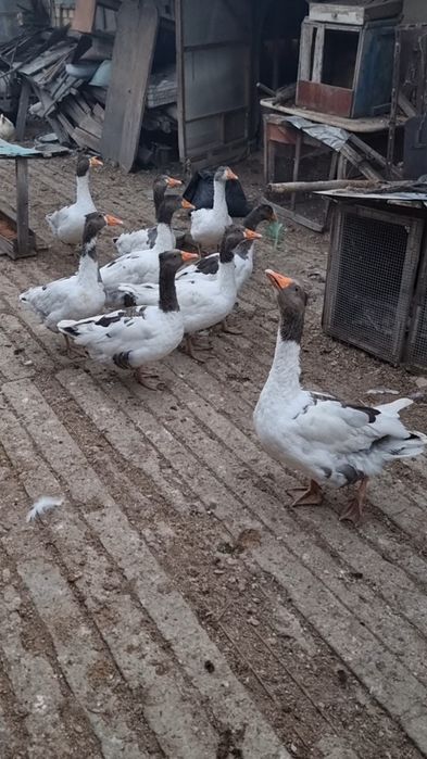 Гъски    и     пуйки