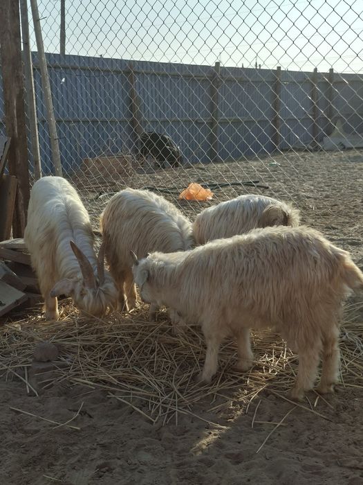 Теке, туша сатылады