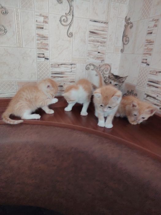 отдаю бесплатно 5х котят в хорошие руки