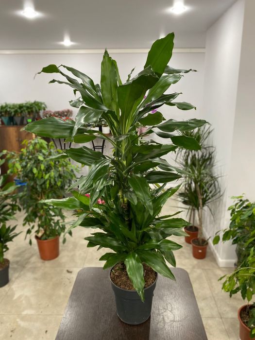 Драцена 100 см новая поставка