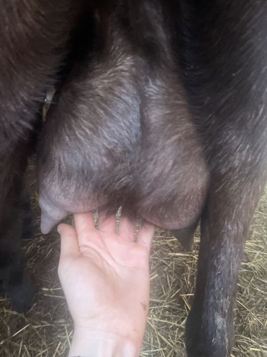 Capra cu ieduta anglo nubian