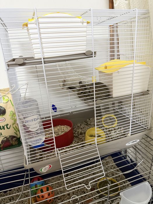 Veverite Degu cu Cusca Full