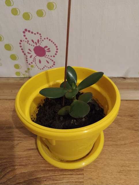 стайни растения + отстъпка