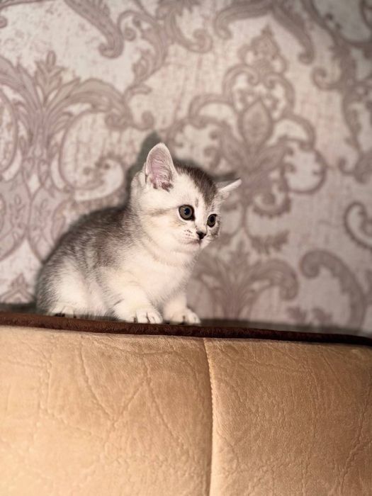 Серебристая шиншила , чистакровная парода