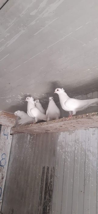 Porumbei jucatori de amara