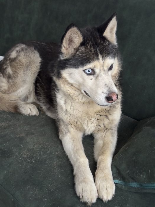 Хаски бостандыкский район