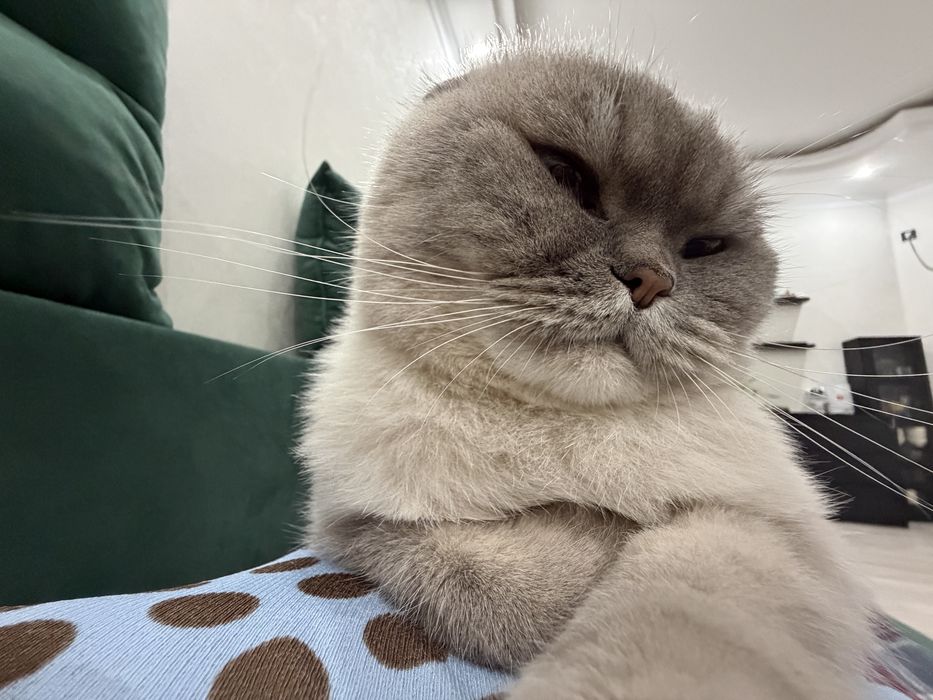Отдам любимого кота только в очень добрые руки