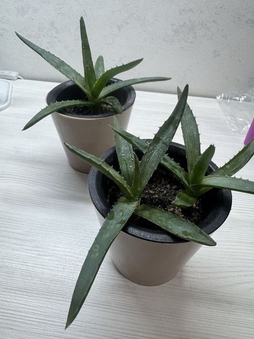 Продам ростения алоэ вера