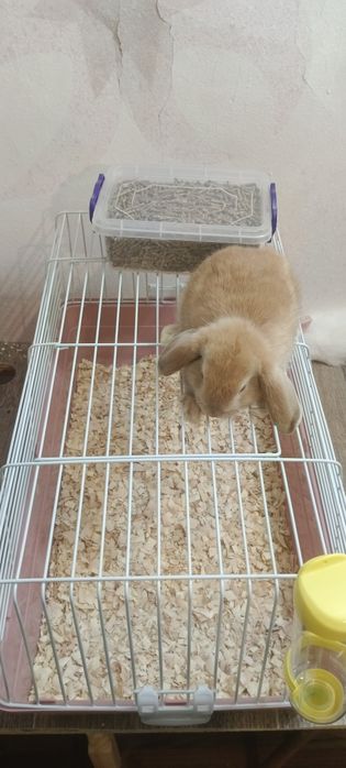 Дикаративные кролики