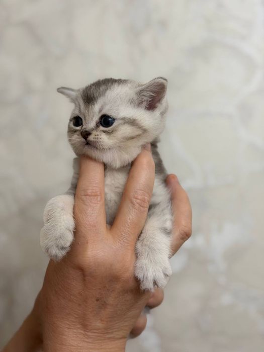 Мушук боласи,котенок