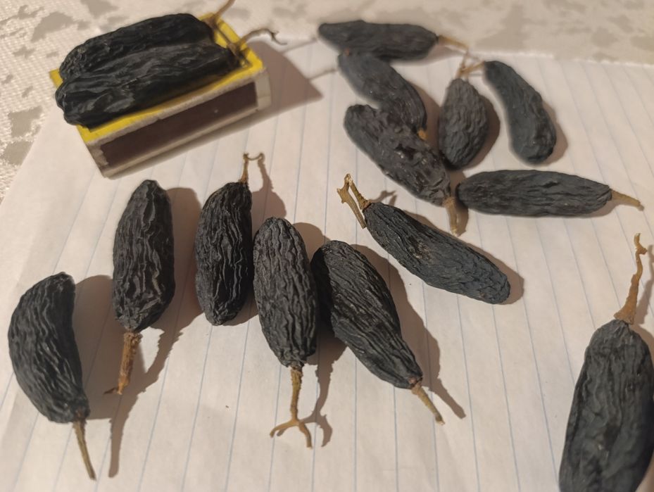 Qora kishmish va gigant uzum ko'chatlari