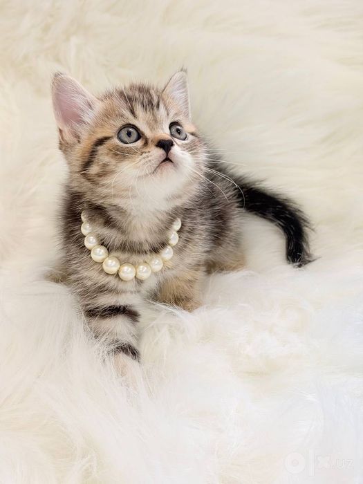 Продам котят золотая шиншилла