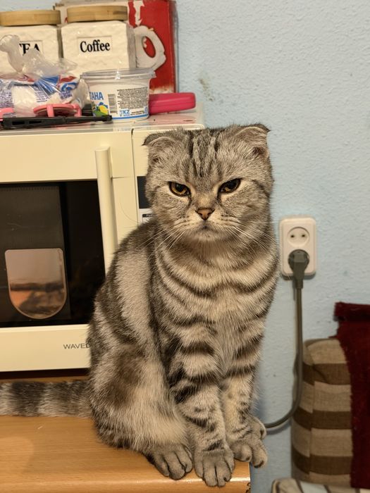 Отдам в хорошие руки