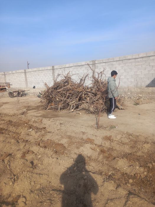 Утинга Олма дарахтини томири билан 70 см стволи бор