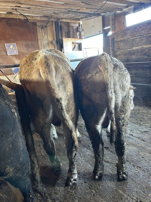 Откорм бычки 6 голов