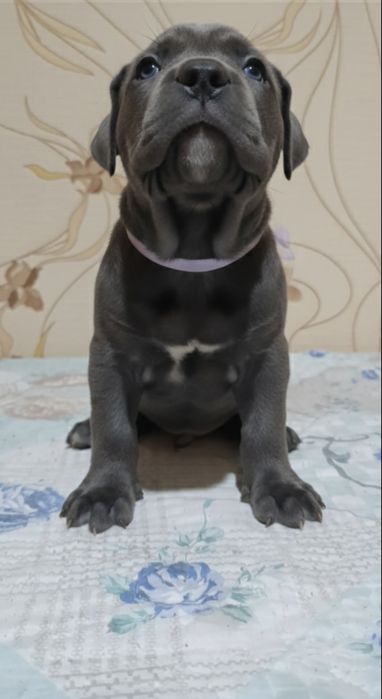 Кане-корсо продажа