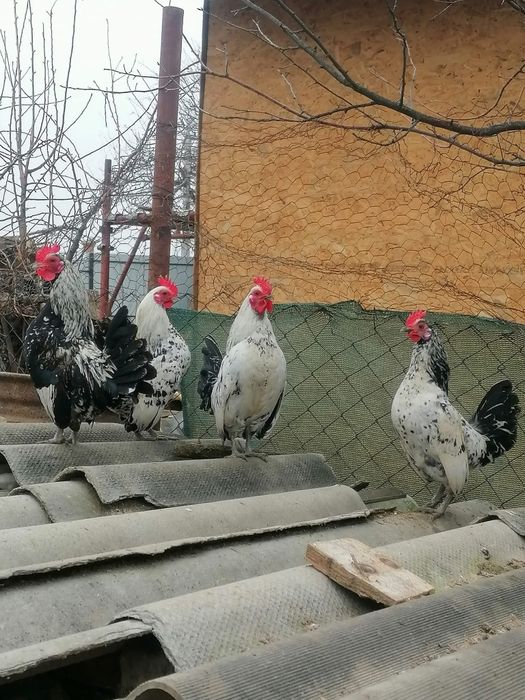 Vând 4 cocoșei pitici!